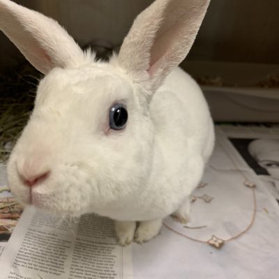 bunny doctor